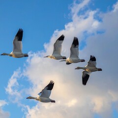 Five Snow Geese Soaring Gracefully Through a Bright Blue Sky with Fluffy White Clouds.