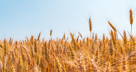 Close-up view of ripe golden wheat in field