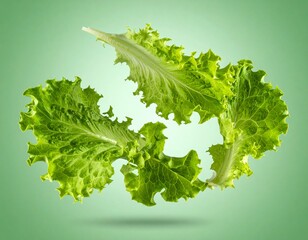 Fresh, Vibrant Green Lettuce Leaves - A Healthy and Delicious Vegetable.