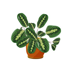 A tropical maranta plant in a pot, on a white background.