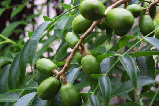 green kedondong fruit on the tree