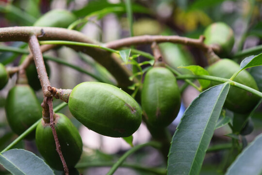 green kedondong fruit on the tree