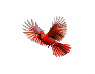 Obraz premium A bright red bird with a sharp beak and soft feathers perches on a snow-covered branch against a white background