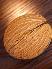 Close-up of Grey Milkwood fruit in its shell, texture of natural shell