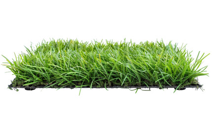 Green grass field patch with lush even blades isolated on a white background