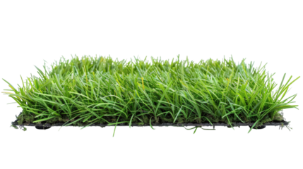 Green grass field patch with lush even blades isolated on a white background
