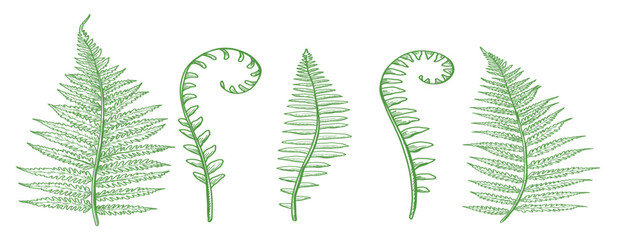 Hand drawn botanical collection, vintage engraving style, vector set of fern leaves, wild flowers, foliage, nature elements - cad drawing flat vector illustration. © Fatima