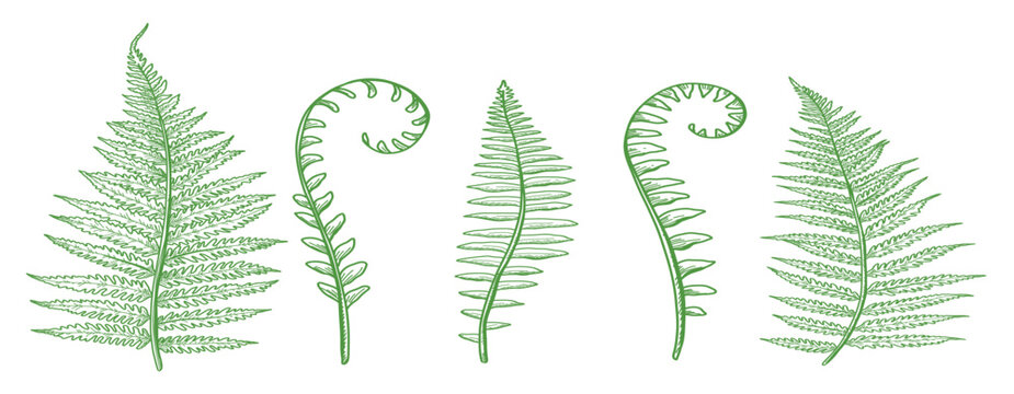 Hand drawn botanical collection, vintage engraving style, vector set of fern leaves, wild flowers, foliage, nature elements - cad drawing flat vector illustration.