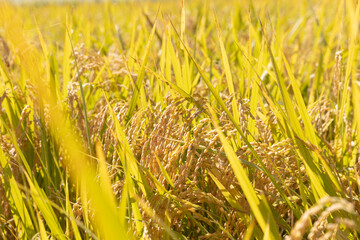 収穫期の稲穂　品種：雪若丸