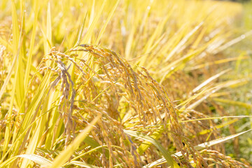 収穫期の稲穂　品種：雪若丸