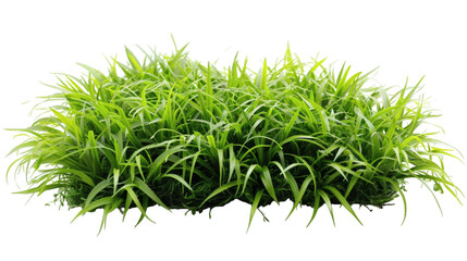 Green grass field patch with lush even blades isolated on a white background