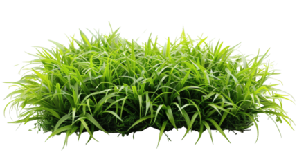 Green grass field patch with lush even blades isolated on a white background