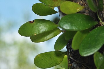Tropical Epiphyte Leaves on Tree Trunk Against Blue Sky