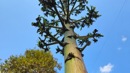 Fototapeta premium Low angle view of Agave Americana flower spike against blue sky background. Low Angle View of Tropical Baobab Tree Against Blue Sky