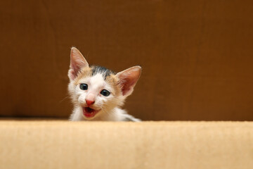 Cute Kitten in a box