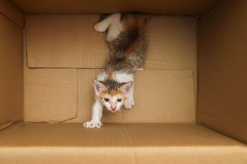 Cute Kitten in a box