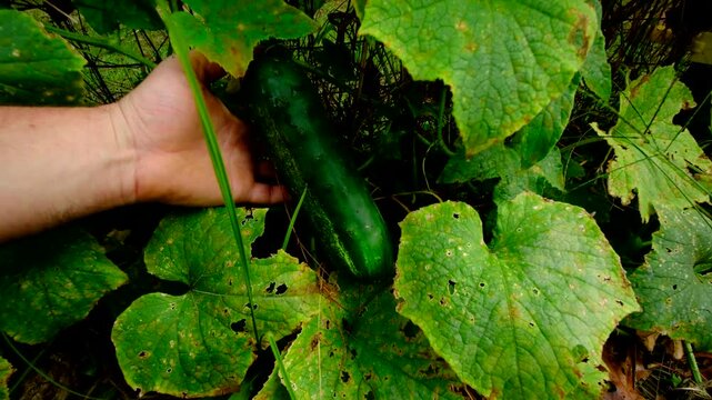 Showing or checking last well grown cucumber and moving camera away revealing plants tangled to garden fence begin to wither. There is ripe pumpkin in the background growing next to backyard trail
