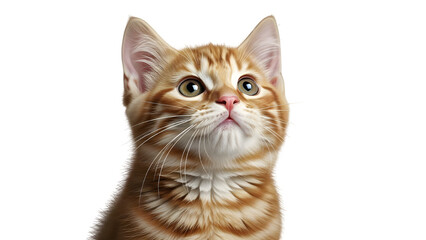Obraz premium Adorable orange tabby kitten with curious expression on black background