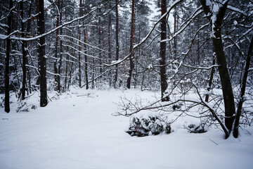 leśna droga,zima © Marcin Łazarczyk
