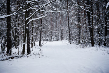 leśna droga,zima © Marcin Łazarczyk