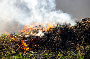 Fire burning dry leaves and branches on the ground outdoor. Concept of land clearing, agriculture, environment, air pollution, wildfire risk, and rural burning practices