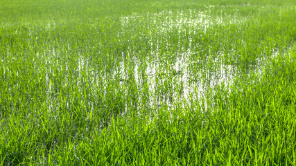 Green Rice Field with Young Paddy Plants, Fresh green rice plants growing in paddy field under natural sunlight. Agriculture, Farming, Food Production, Rural Life, Sustainability, Asian Countryside