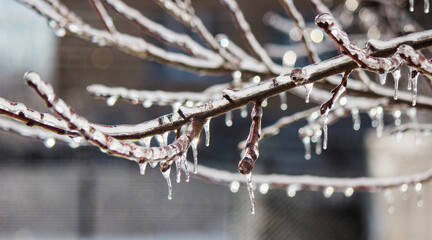 Tree branches covered in thick ice after freezing rain, winter storm aftermath