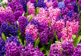 Obraz premium colorful hyacinths blooming in a garden