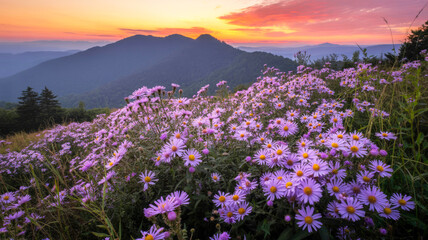lavender field in the morning