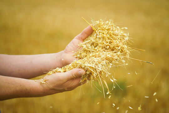 Close-up of hands holds grain seeds and straw. Represents agricultural waste upcycling, circular bioeconomy, biomaterial innovation, crop residue valorization, and sustainable resource management.