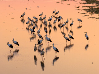 A flock of Oriental white storks frolic on the lake surface under the setting sun.