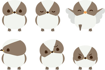 シマエナガの雛