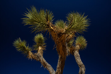 Iconic Joshua tree against vivid desert sky