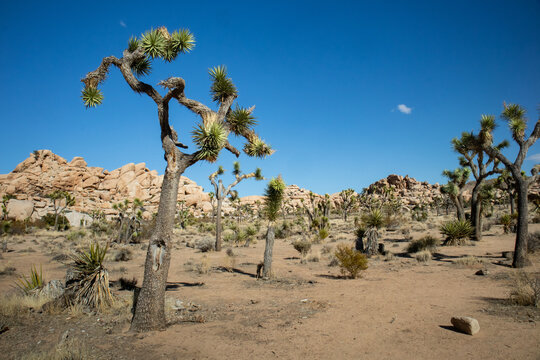 Iconic desert landscape with Joshua trees and rocky formations