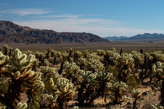 Cactus landscape with vast desert plains and distant mountain ridges