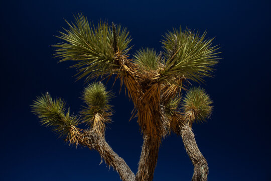 Iconic Joshua tree against vivid desert sky