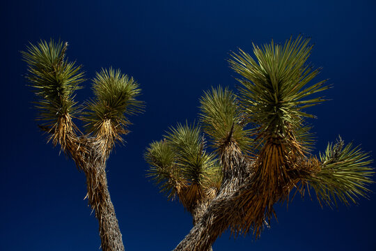 Joshua tree branches against deep blue desert sky
