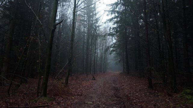 An empty trail winds through a dark foggy forest. Tall evergreen trees create a haunting autumn mood with complete solitude.