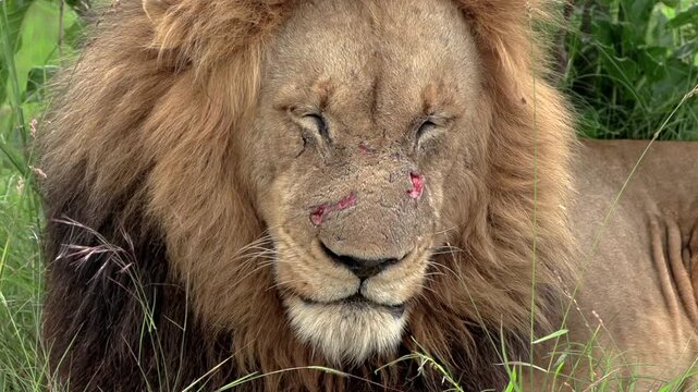 Wild male lion with cuts and scars on his face panting and resting.