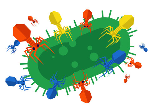 Bacteriophages attack a bacterial cell, showcasing phage virology. Vibrant colors and detailed design highlight the attack. Great for science and biology visuals.