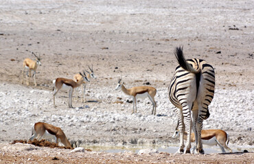 Fototapeta premium Zèbre de dos dans le parc national d'Etosha en Namibie 