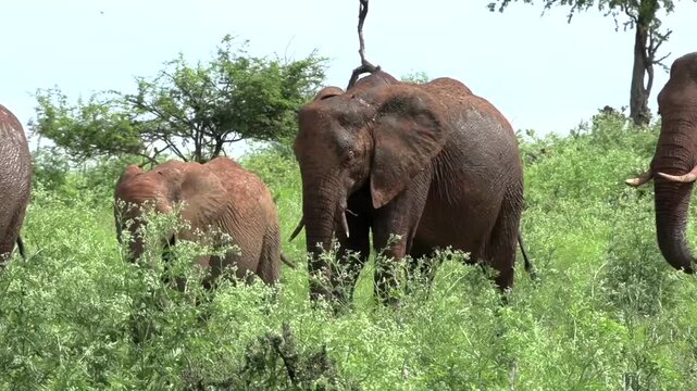 A large herd of elephants moving through the lush green bush-veld Savannah.