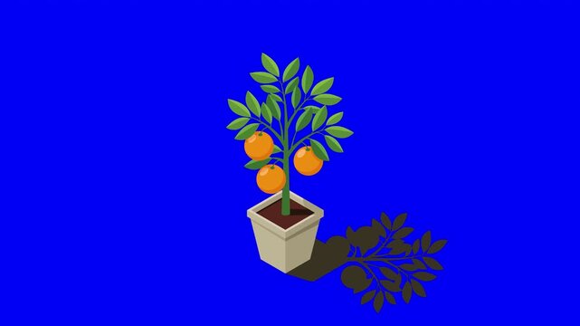 Isometric potted plant animation. Indoor plant. Green plant in pot. 3d potted plant for home interior decoration. Interior decoration element. 4K video animated in isometric style