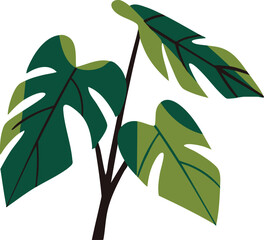 Monstera branch leaves © KEI KATA