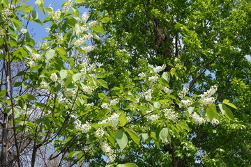 Blooming branches of bird cherry tree in May