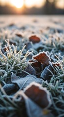 Frosty leaves and grass at sunrise with golden light and blurred background