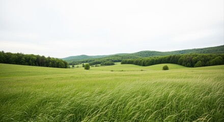 Fototapeta premium Lush Green Meadow Landscape with Rolling Hills and Forest Backdrop on an Overcast Day