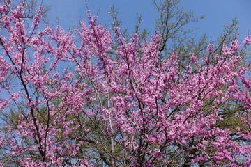 Numerous pink flowers of cercis canadensis against blue sky in mid May