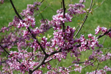 Pink flowers of cercis canadensis in May