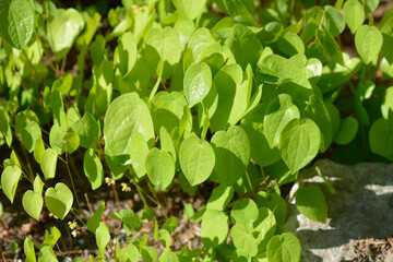Bishops hat leaves - Latin name - Epimedium alpinum